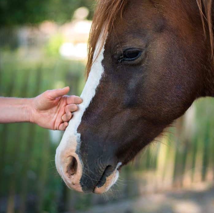 Coaching met paarden – paardencoaching