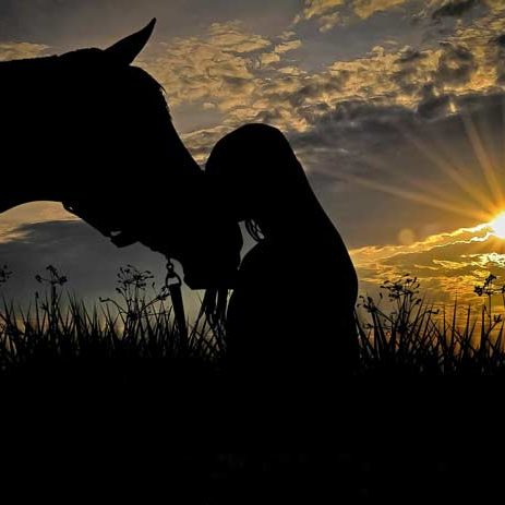 Coaching met paarden – paardencoaching